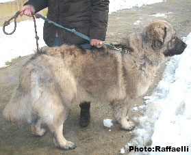 Sarplaninac Irina