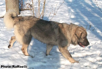 Sarplaninac Irina