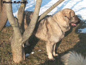 Sarplaninac Irina