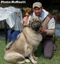 Sarplaninac Irina