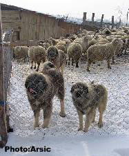 chien Alfa et Mali