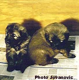 Puppies