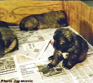 Puppies