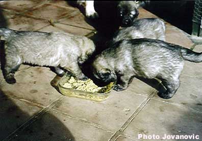 Puppies