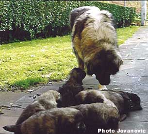 Veca & Puppies