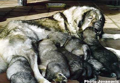 Veca & Puppies