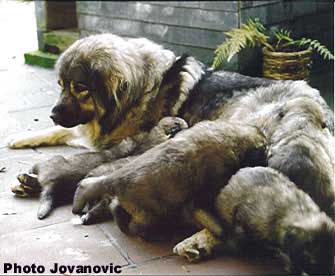 Veca & Puppies
