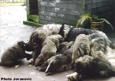 Veca & Puppies
