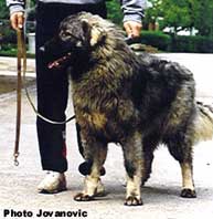 Arka Marsoniska