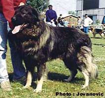 Jogi