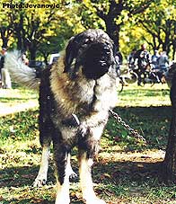Ben Meda